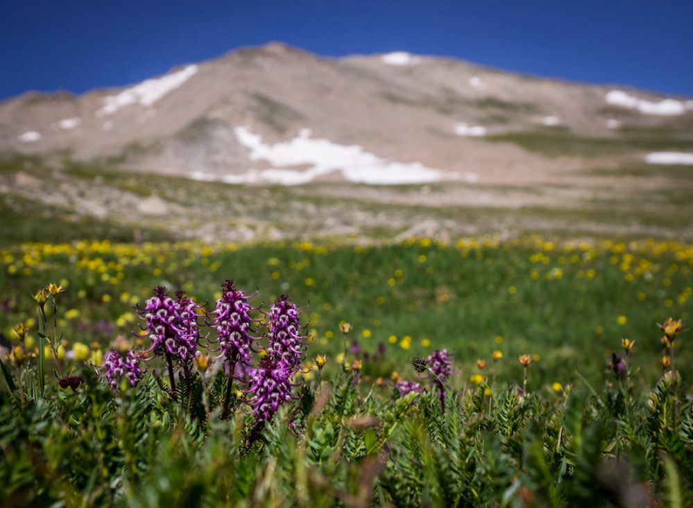 13. Little Purple Elephants