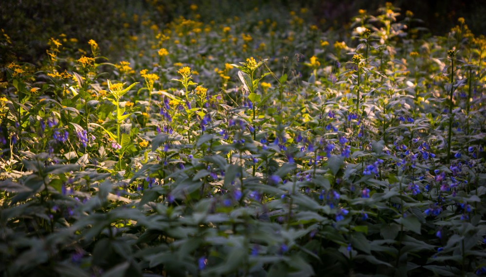 3. Flowers below Treeline