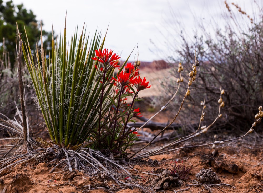 5. Desert Indian Paintbrush
