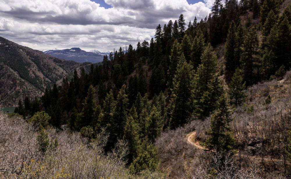 5. transition to forest