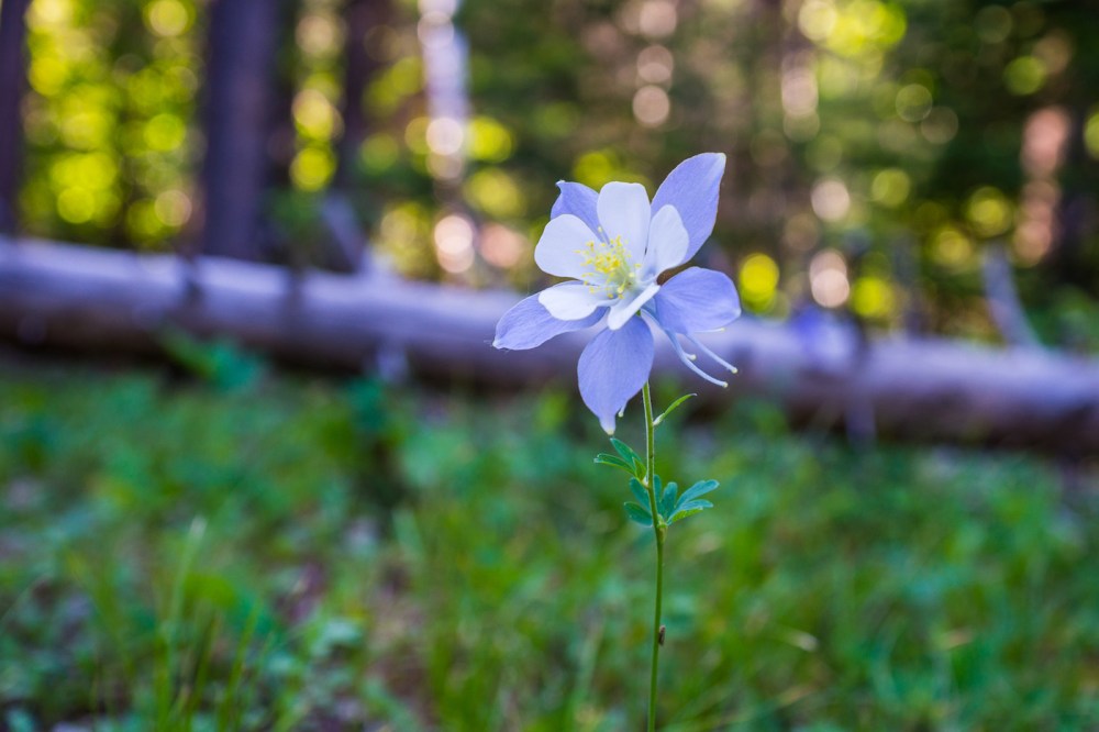 1. Rocky Mountain columbine