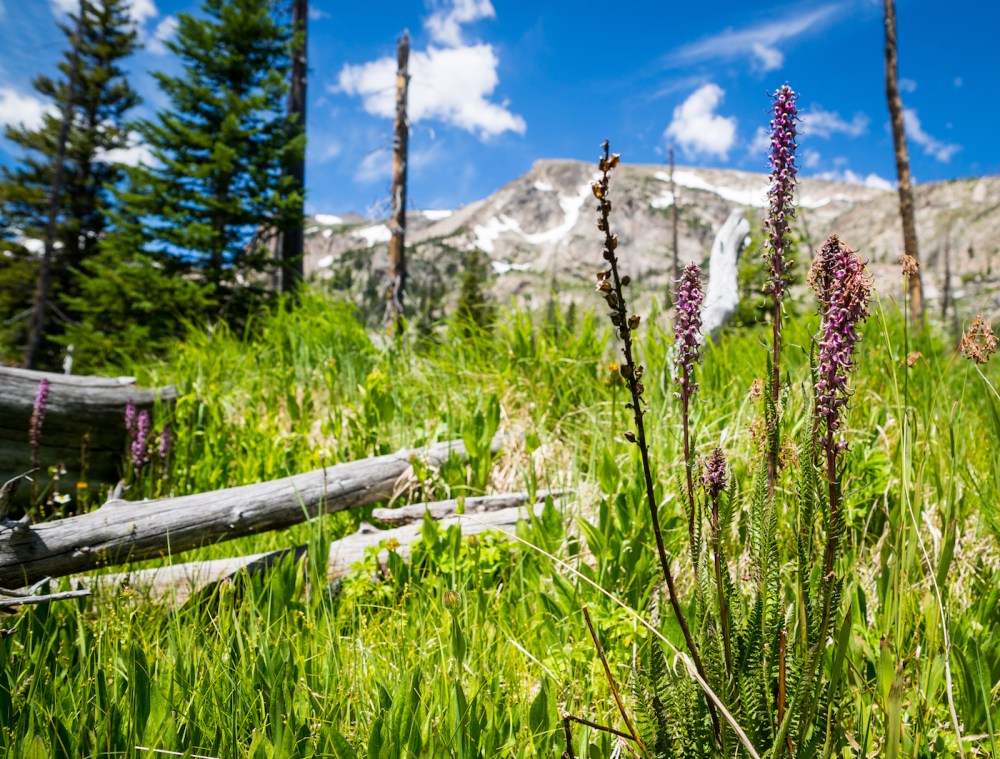 19. purple elephants