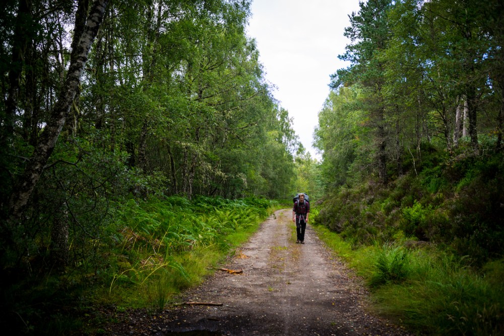 10. through the forest