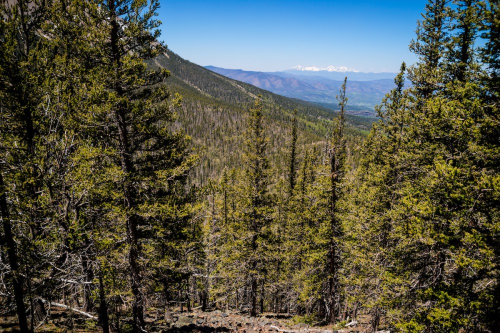 4. through the trees