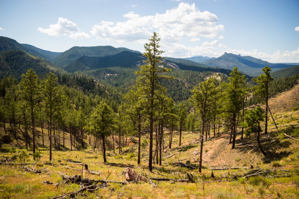 6. last of the trees